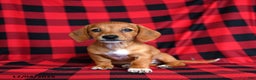 Miniature Dachshund dogs for sale: Zoe - Ad 2