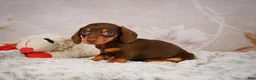 Miniature Dachshund dogs for sale: Snoopy - Ad 3