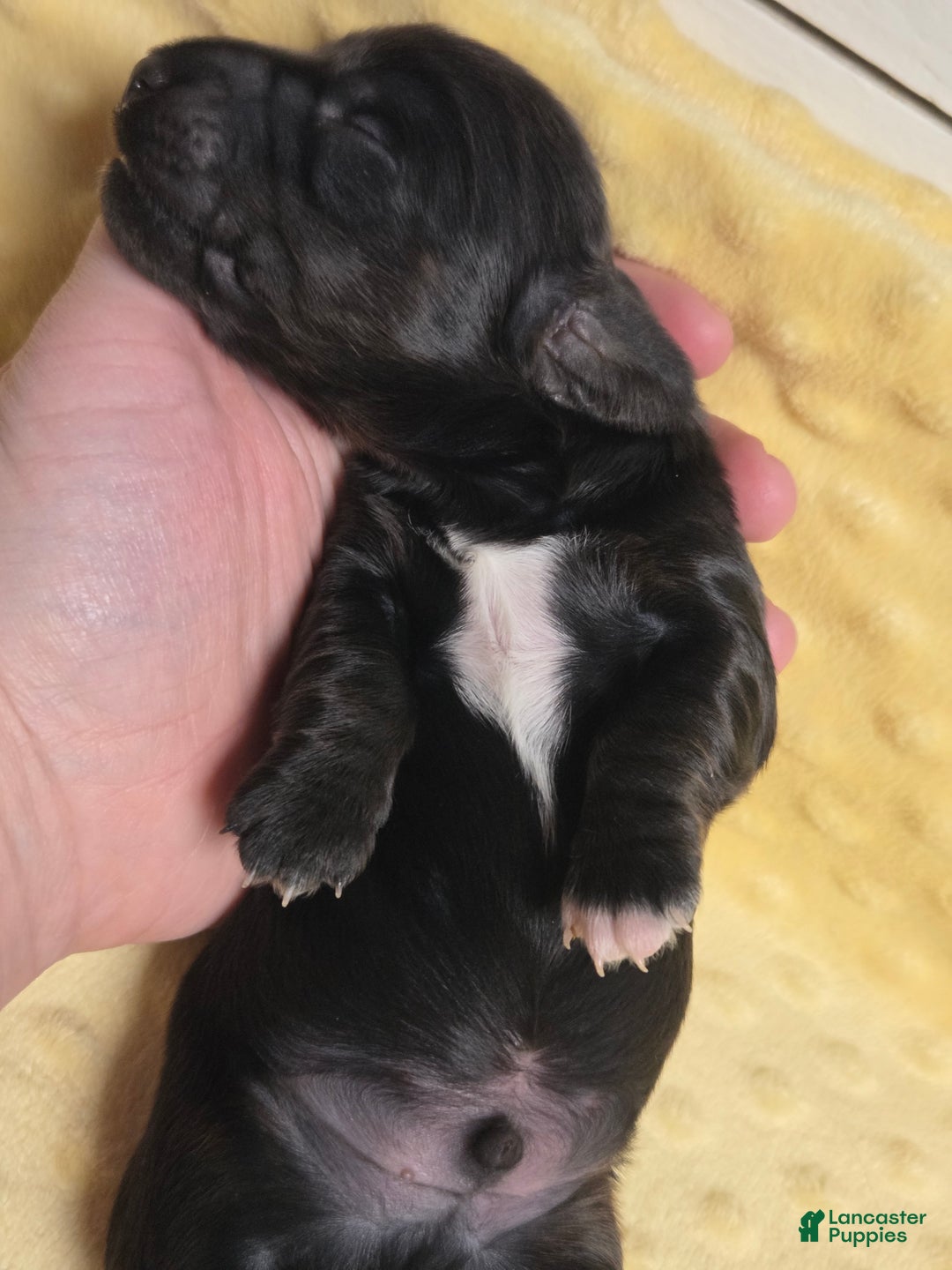 Miniature Dachshund dogs for sale: Brioche - Ad 4