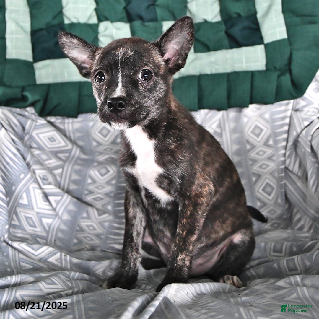 Other breed dogs for sale: Buck - Ad 8