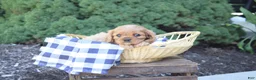 Cavalier King Charles Spaniel dogs for sale: Blossom - Ad 3