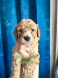 Australian Labradoodle dogs Green Boy - Ad 1