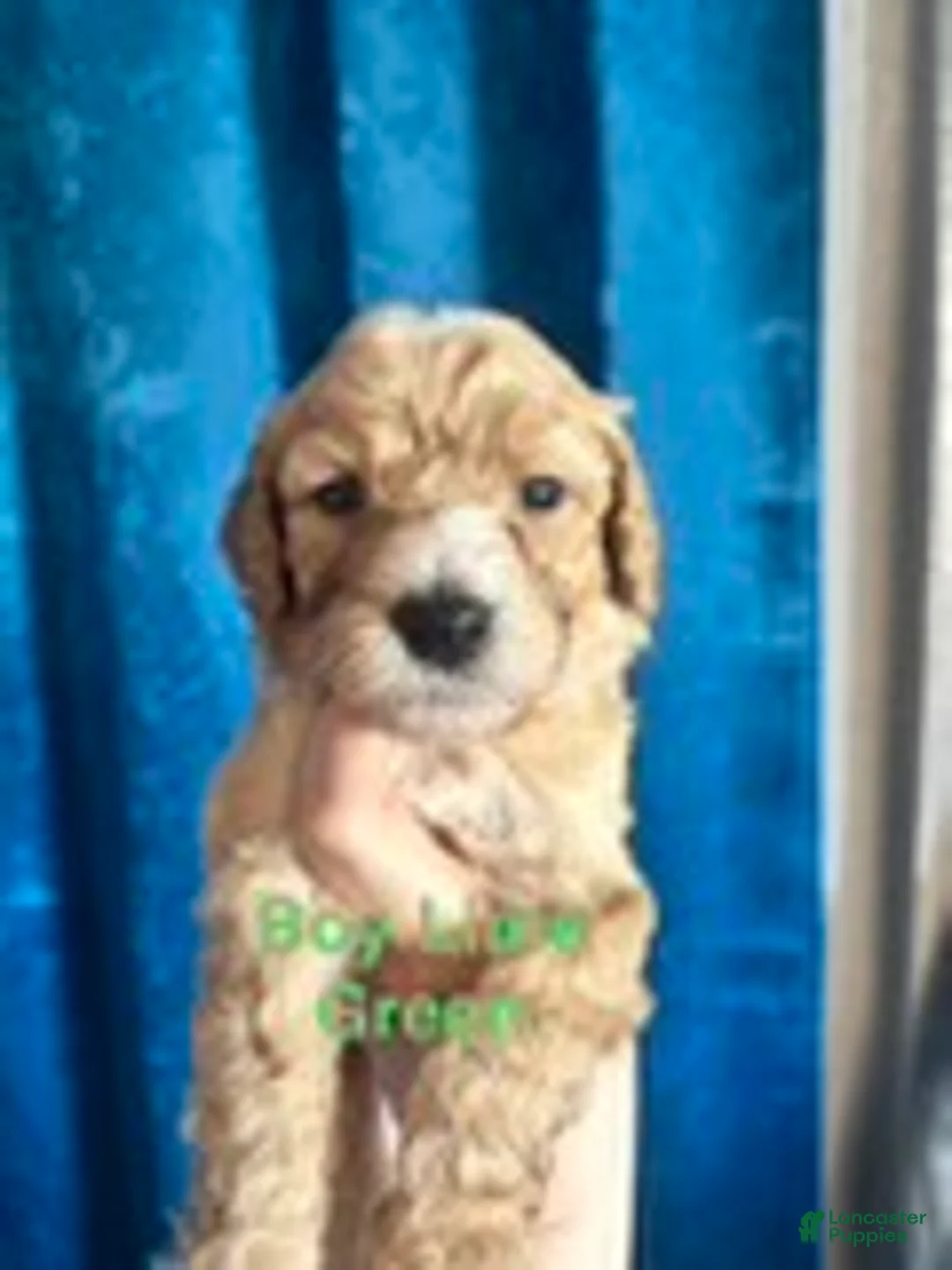 Australian Labradoodle dogs for sale: Green Boy - Ad 1