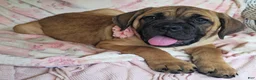 Cane Corso dogs for sale: Abby - Ad 16