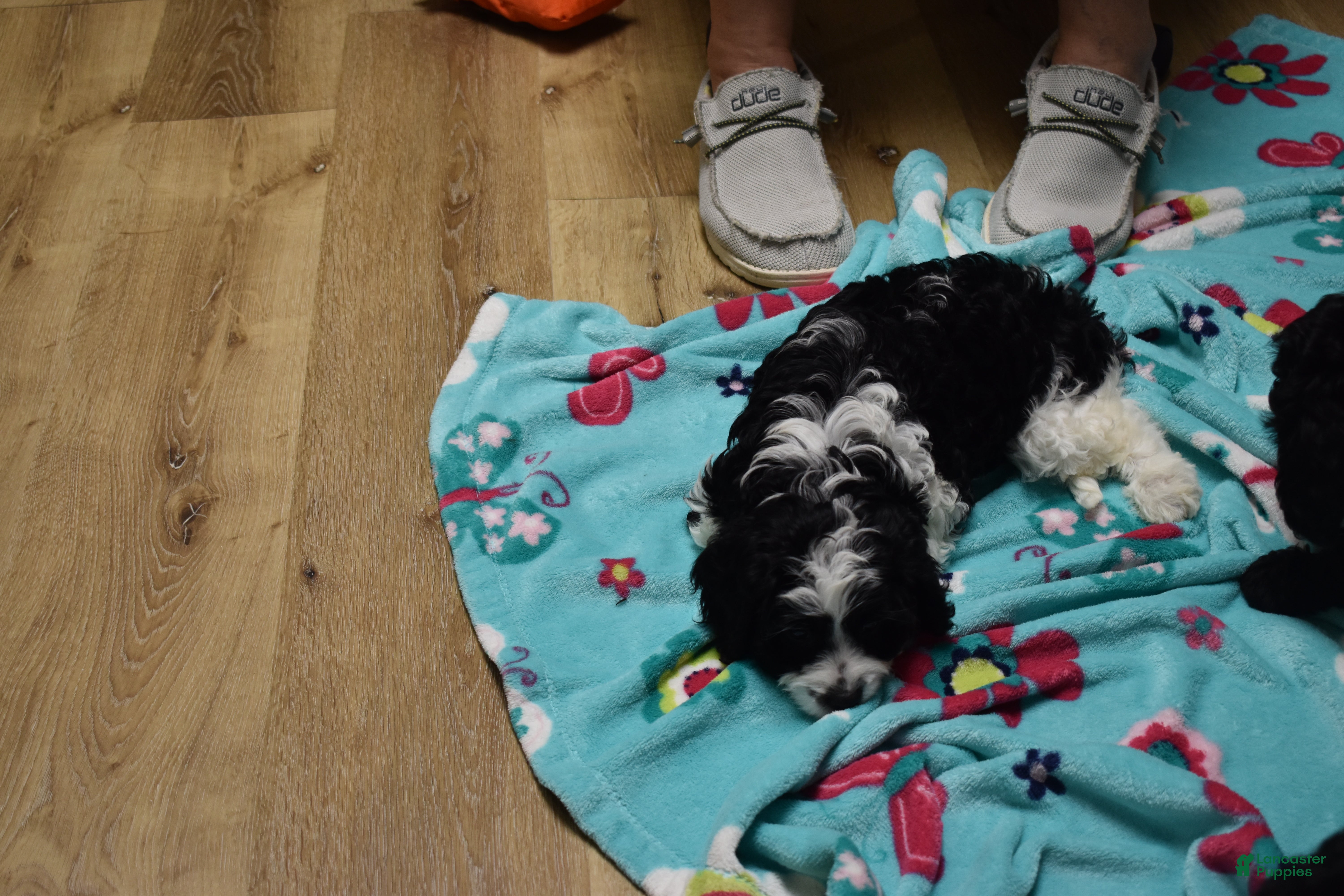 Cavapoo dogs Brindley - Ad 1