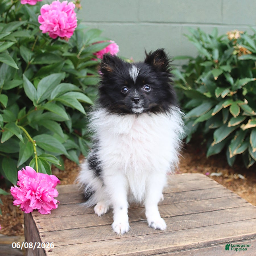 Pomeranian dogs Tinkerbell - Ad 1