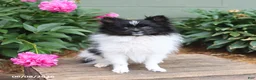 Pomeranian dogs for sale: Tinkerbell - Ad 1