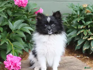 Pomeranian dogs for sale: Tinkerbell - Ad 1