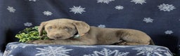 Labrador Retriever dogs for sale: Connor AKC Silver Lab - Ad 6