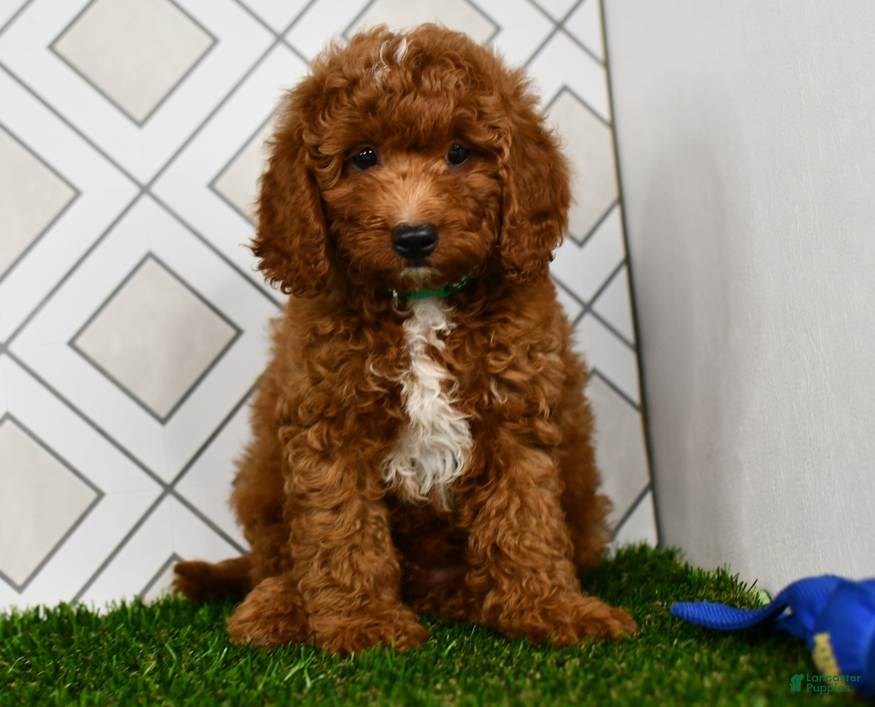 Cavapoo dogs Rolo - Ad 1