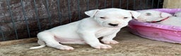 Dogo Argentino dogs for sale: Puppy M3 - Ad 31