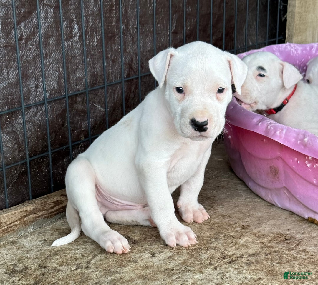 Dogo Argentino dogs for sale: Puppy M3 - Ad 31
