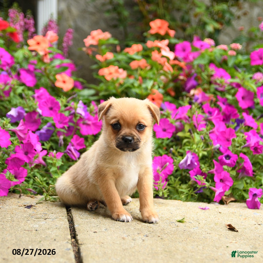 Mixed Breed dogs Troy - Ad 1
