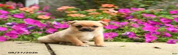 Mixed Breed dogs for sale: Troy - Ad 1