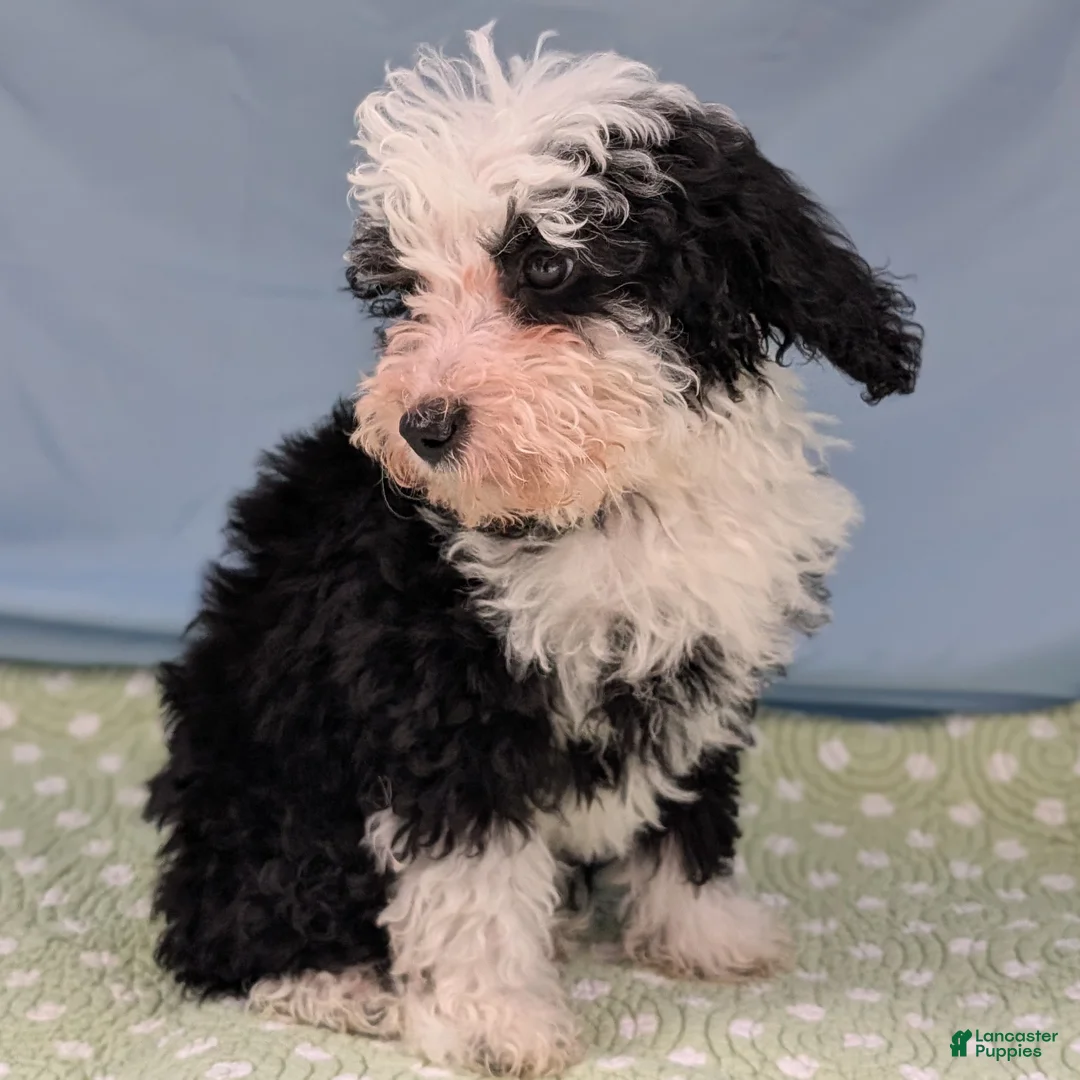 Mixed Breed dogs for sale: Paz (Peace) - Ad 8