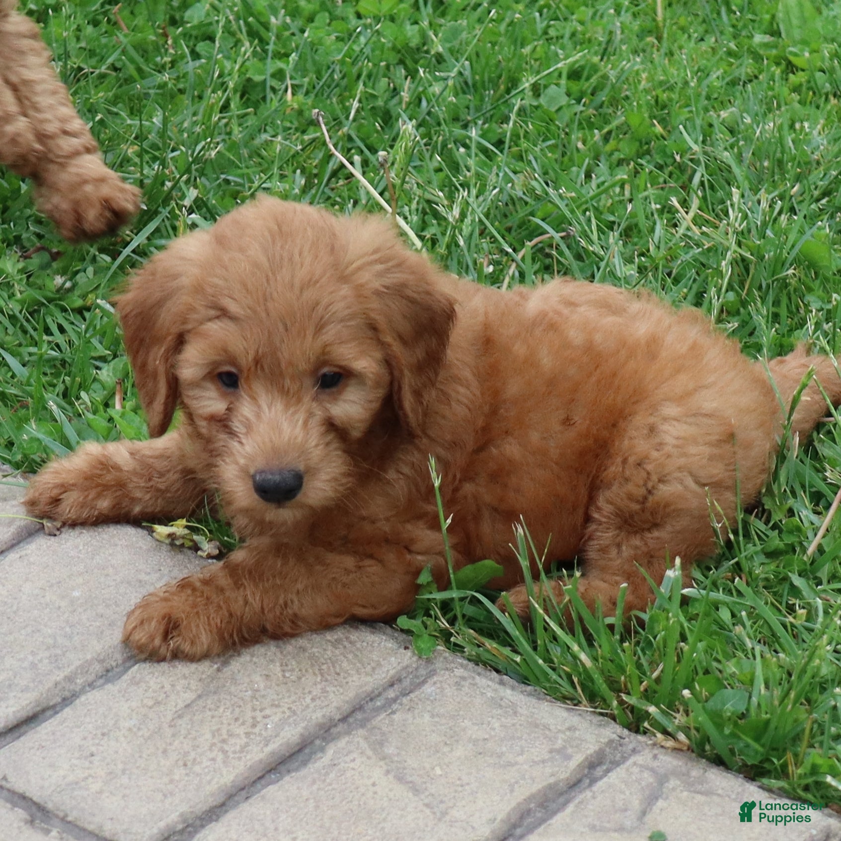 Mini Goldendoodle dogs Barney - Ad 2