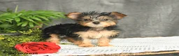 Yorkiepoo dogs for sale: Lacey - Ad 2