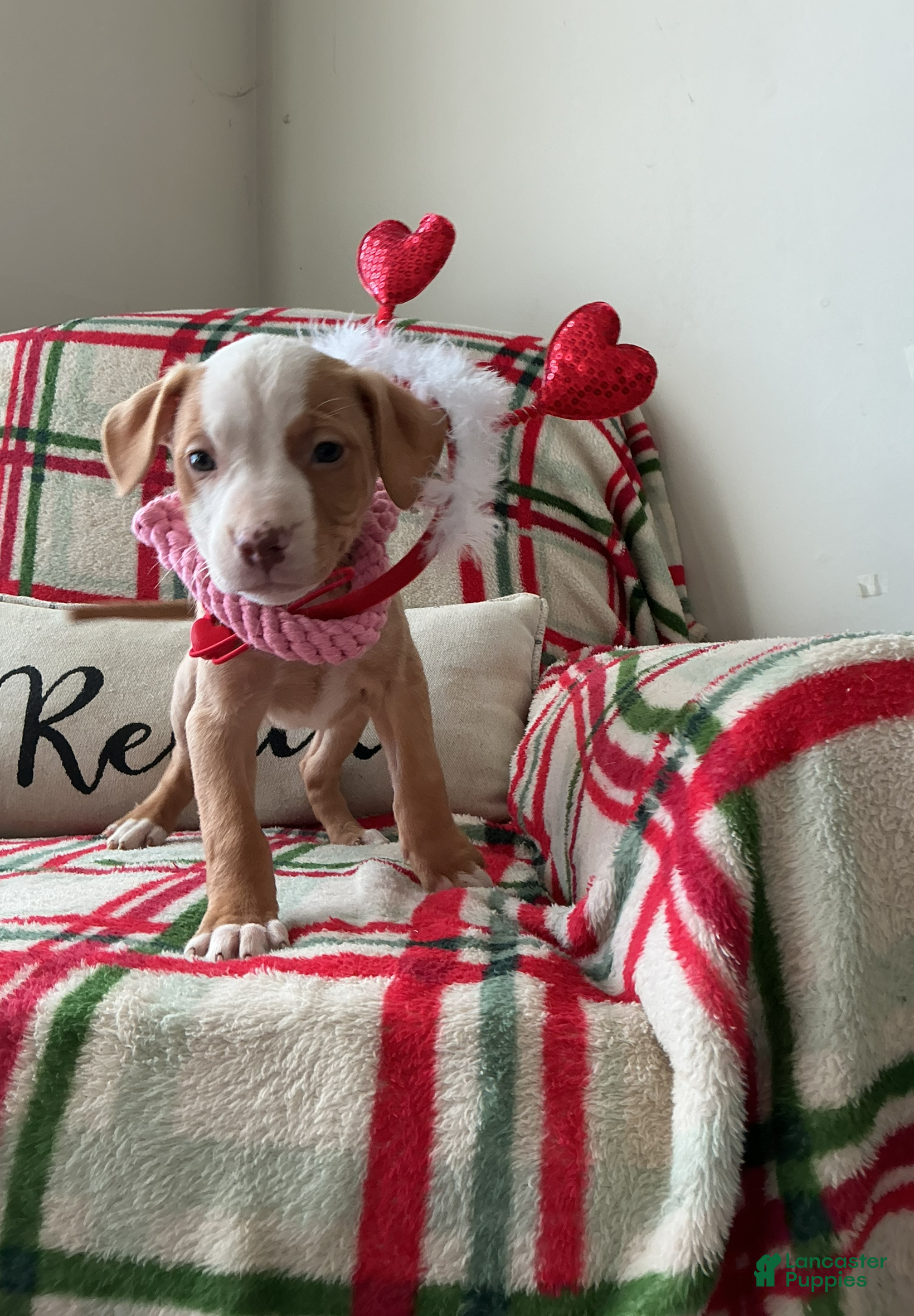 American Bully dogs Harley  - Ad 5