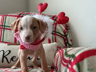 American Bully dogs Harley - Ad 5