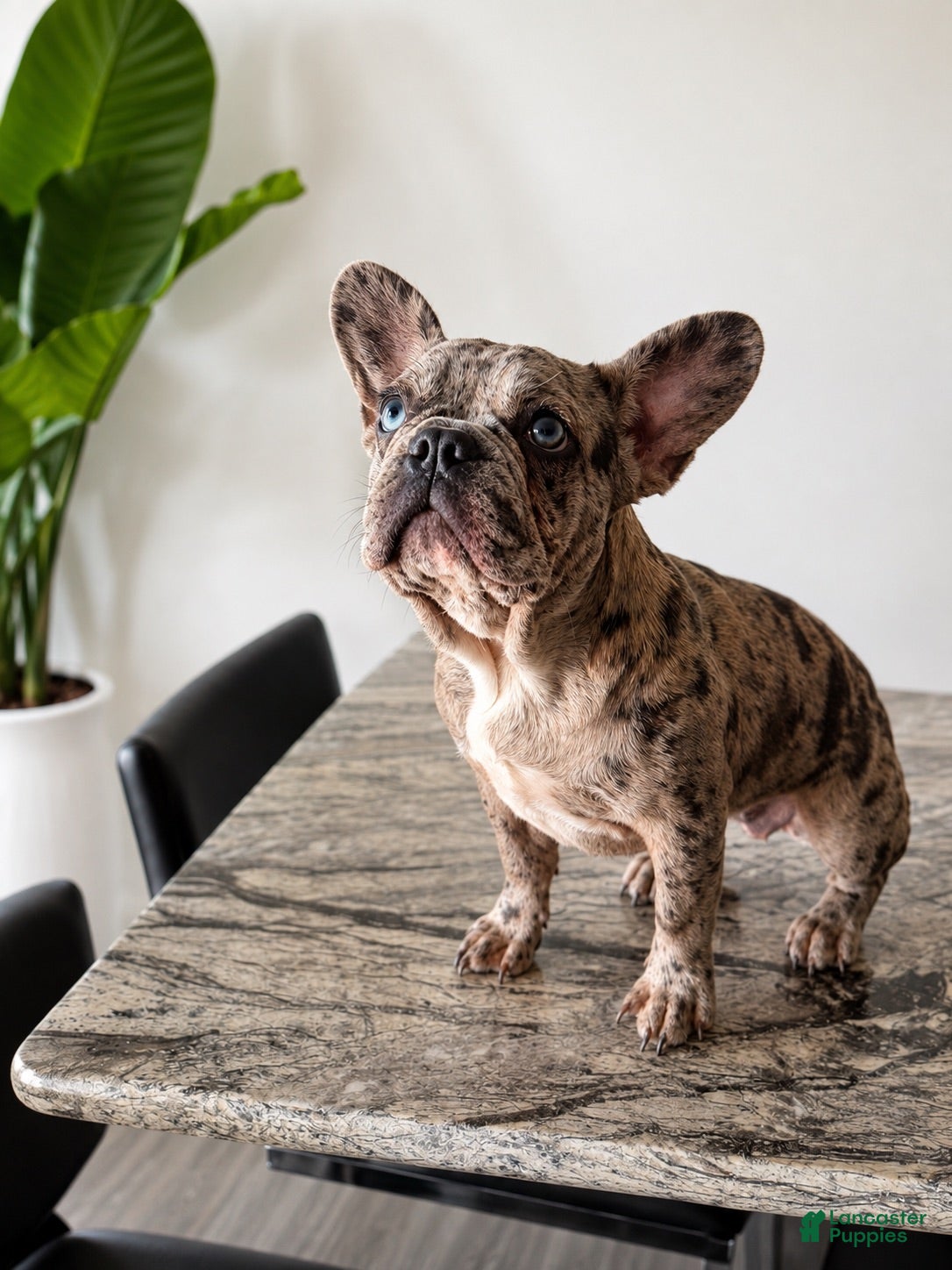 French Bulldog dogs French Bulldog 1 - Ad 1