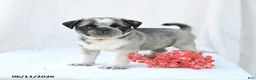 Boston Terrier dogs for sale: Harper - Ad 1