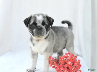 Boston Terrier dogs for sale: Harper - Ad 1