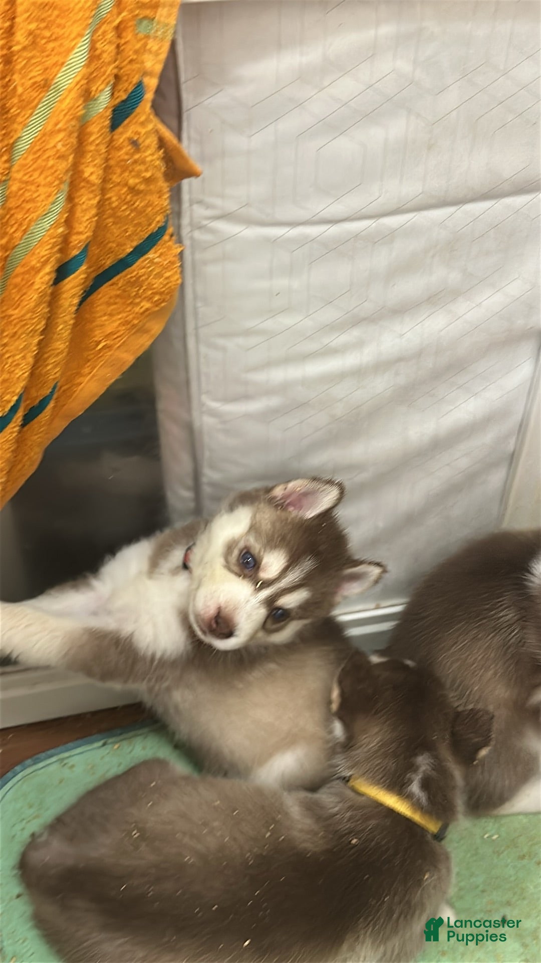 Siberian Husky dogs Siberian Husky 4 - Ad 4