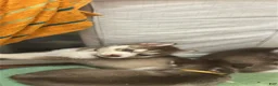 Siberian Husky dogs for sale: Siberian Husky 4 - Ad 1