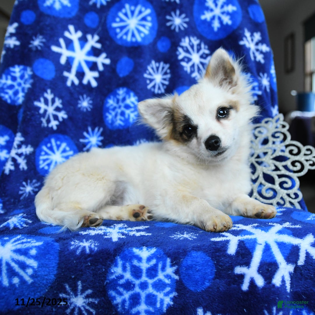 Chihuahua dogs for sale: Comet - Ad 5