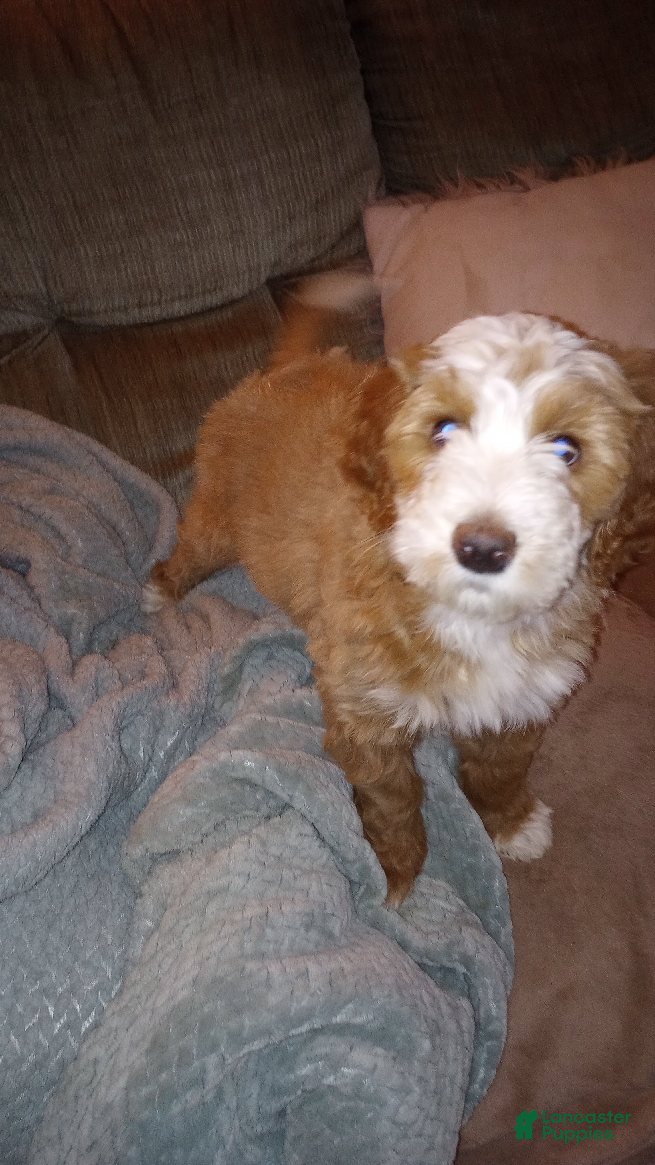 Mini Bernedoodle dogs Clover - Ad 2
