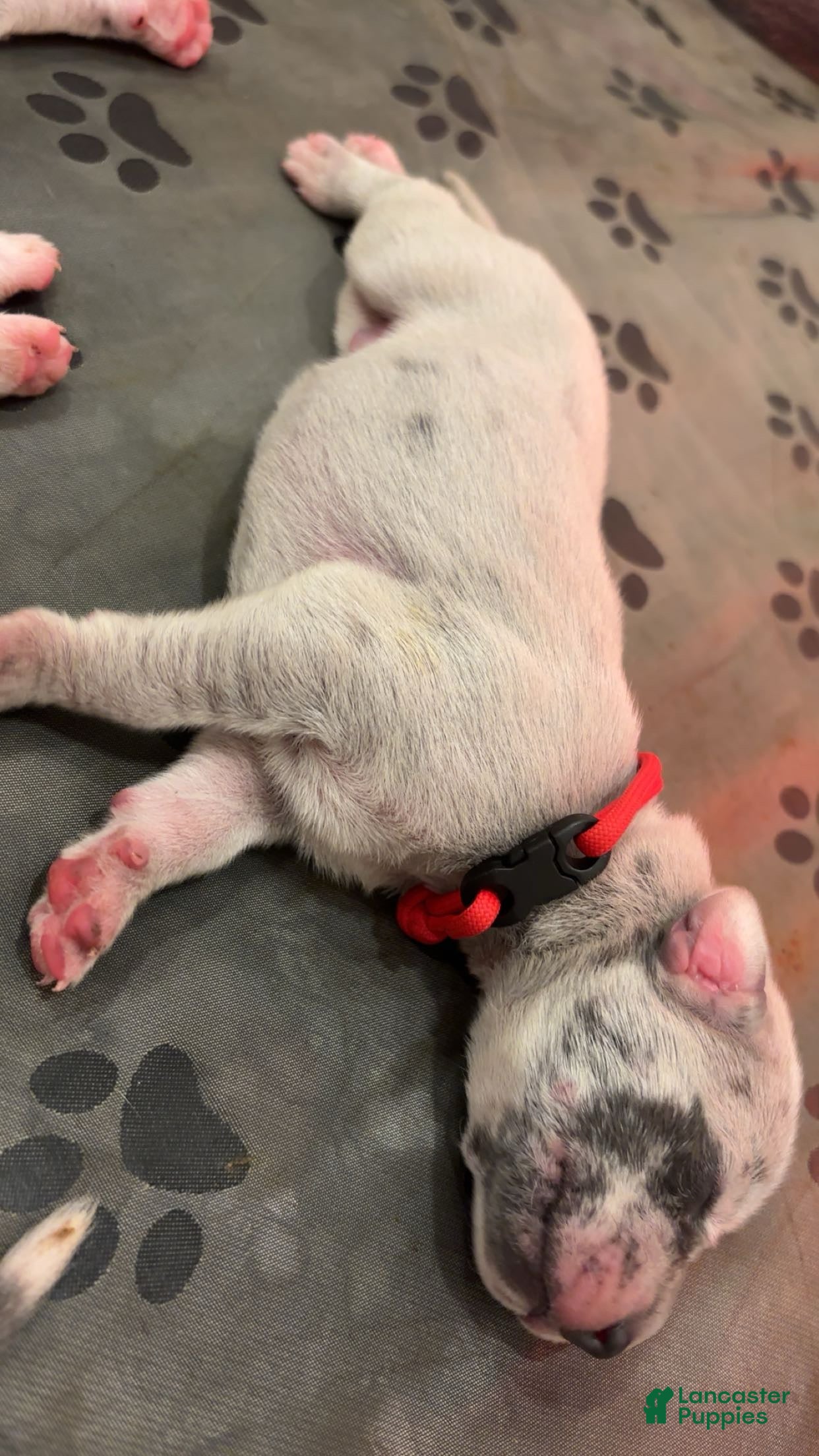Great Dane dogs for sale: Great Dane 2 - Ad 42