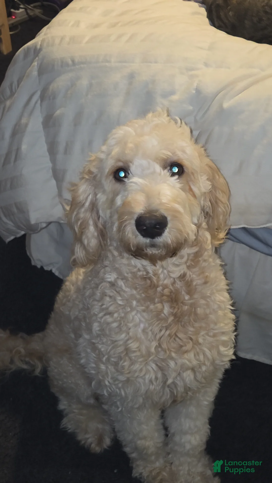 Mixed Breed dogs for sale: Doodle Puppy 3 - Ad 2