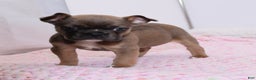 Mixed Breed dogs for sale: Frenchton puppy - Ad 4