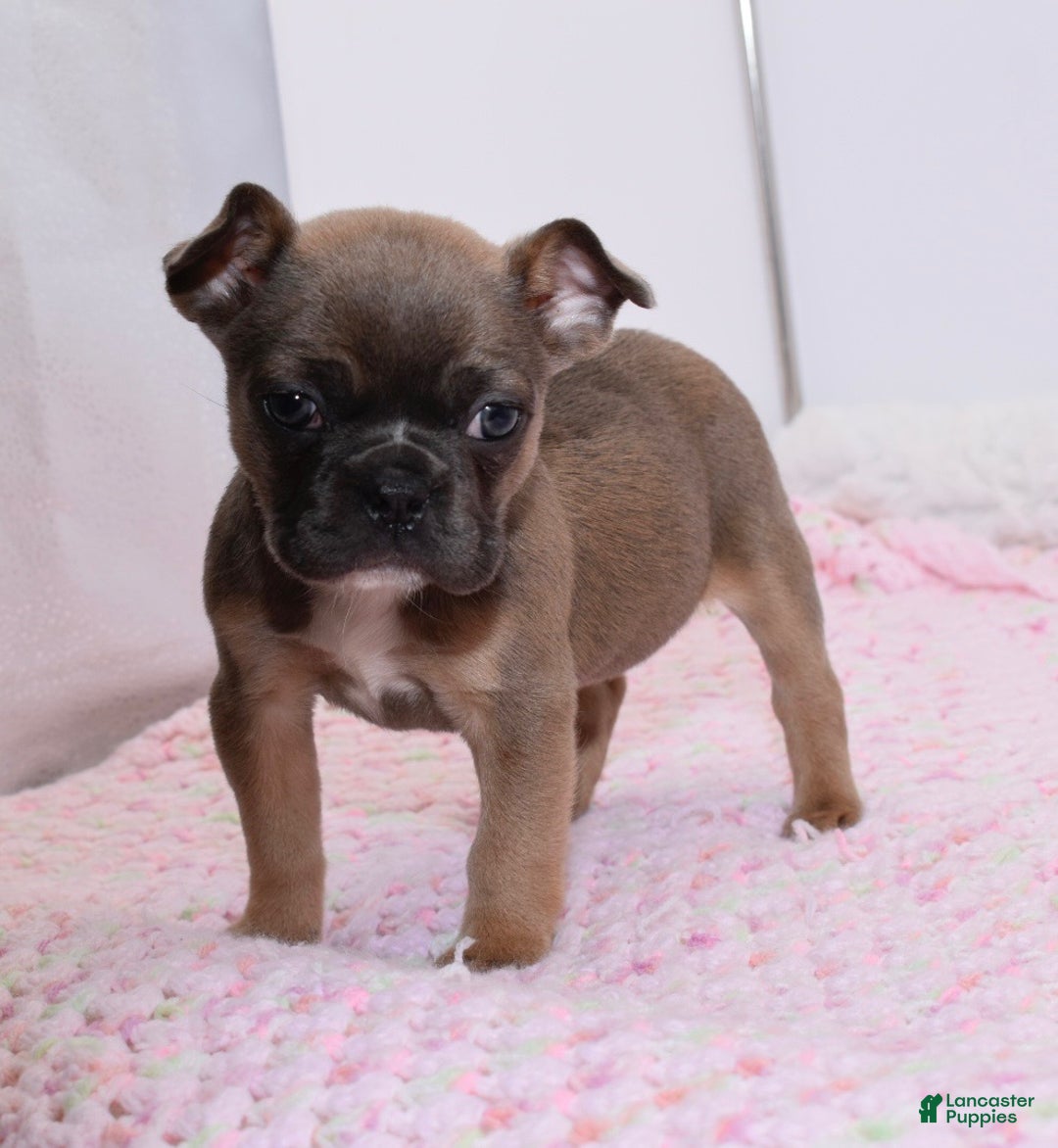 Mixed Breed dogs for sale: Frenchton puppy - Ad 4