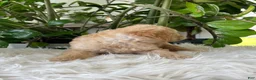 Mini Goldendoodle dogs for sale: Chip - Ad 5