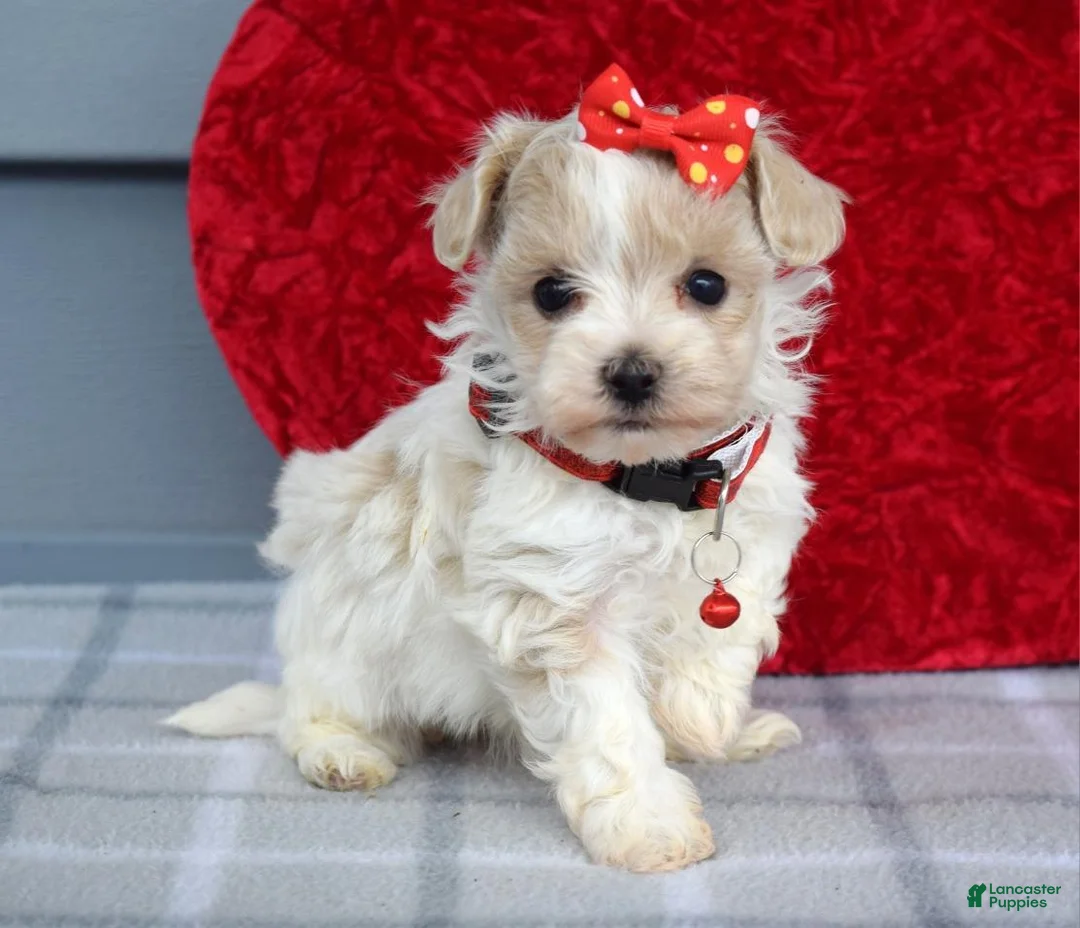 Maltipoo dogs for sale: Cora - Ad 1