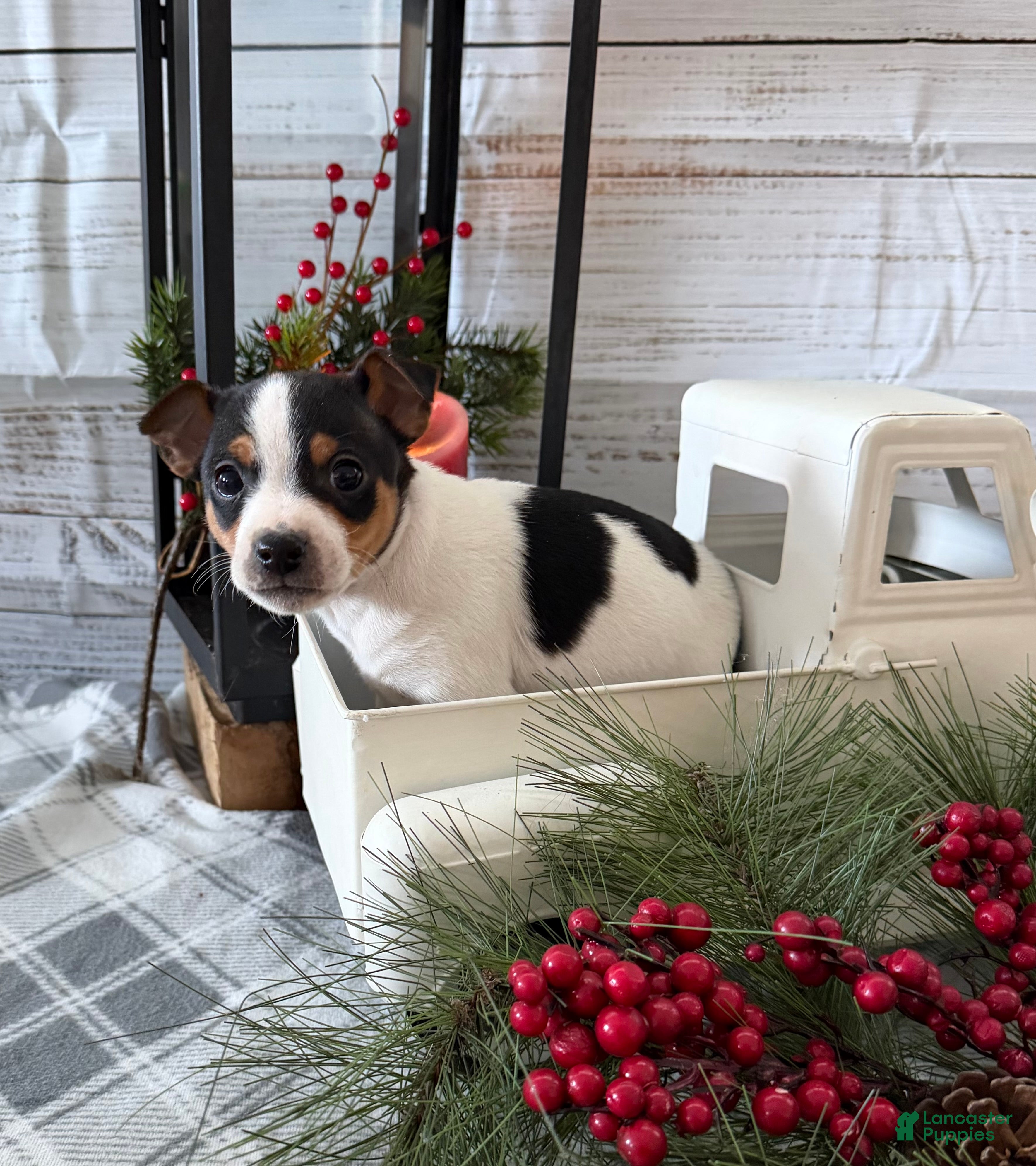 Toy Fox Terrier dogs Bingo - Ad 8