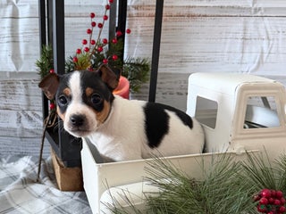 Toy Fox Terrier dogs Bingo - Ad 9