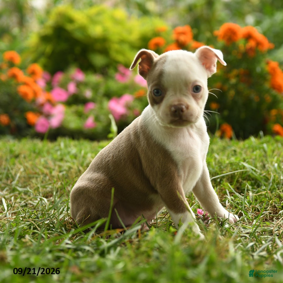 Adjoa (Boston Terrier, Female) in Quarryville, PA