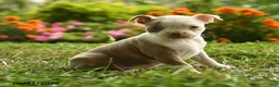 Boston Terrier dogs for sale: Adjoa - Ad 1