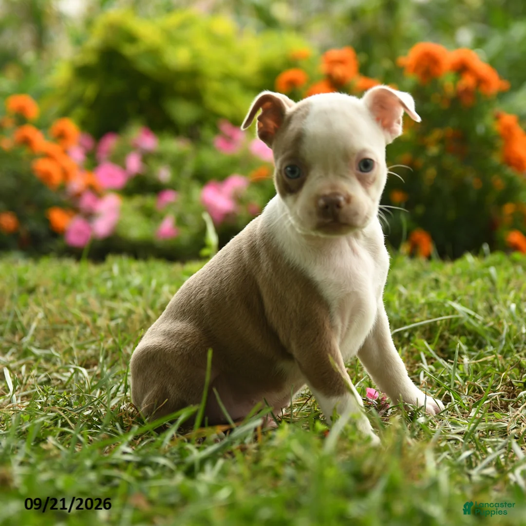 Boston Terrier dogs for sale: Adjoa - Ad 1