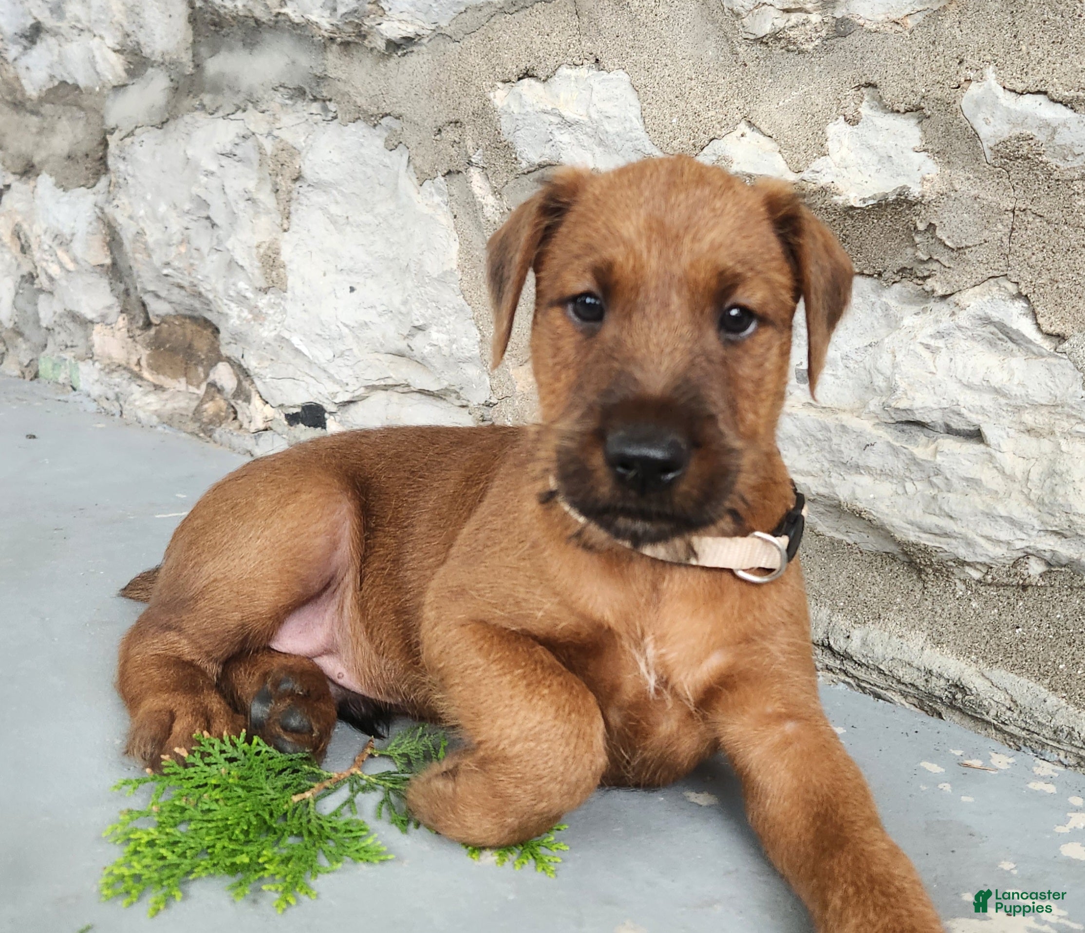Irish Terrier dogs Rex - Ad 1