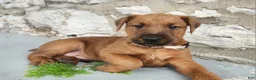 Irish Terrier dogs for sale: Rex - Ad 1