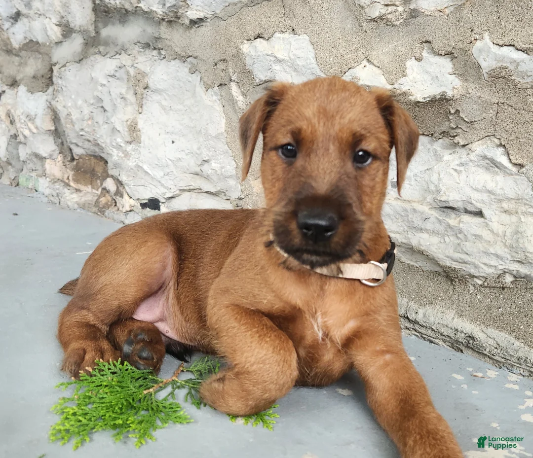 Irish Terrier dogs for sale: Rex - Ad 1