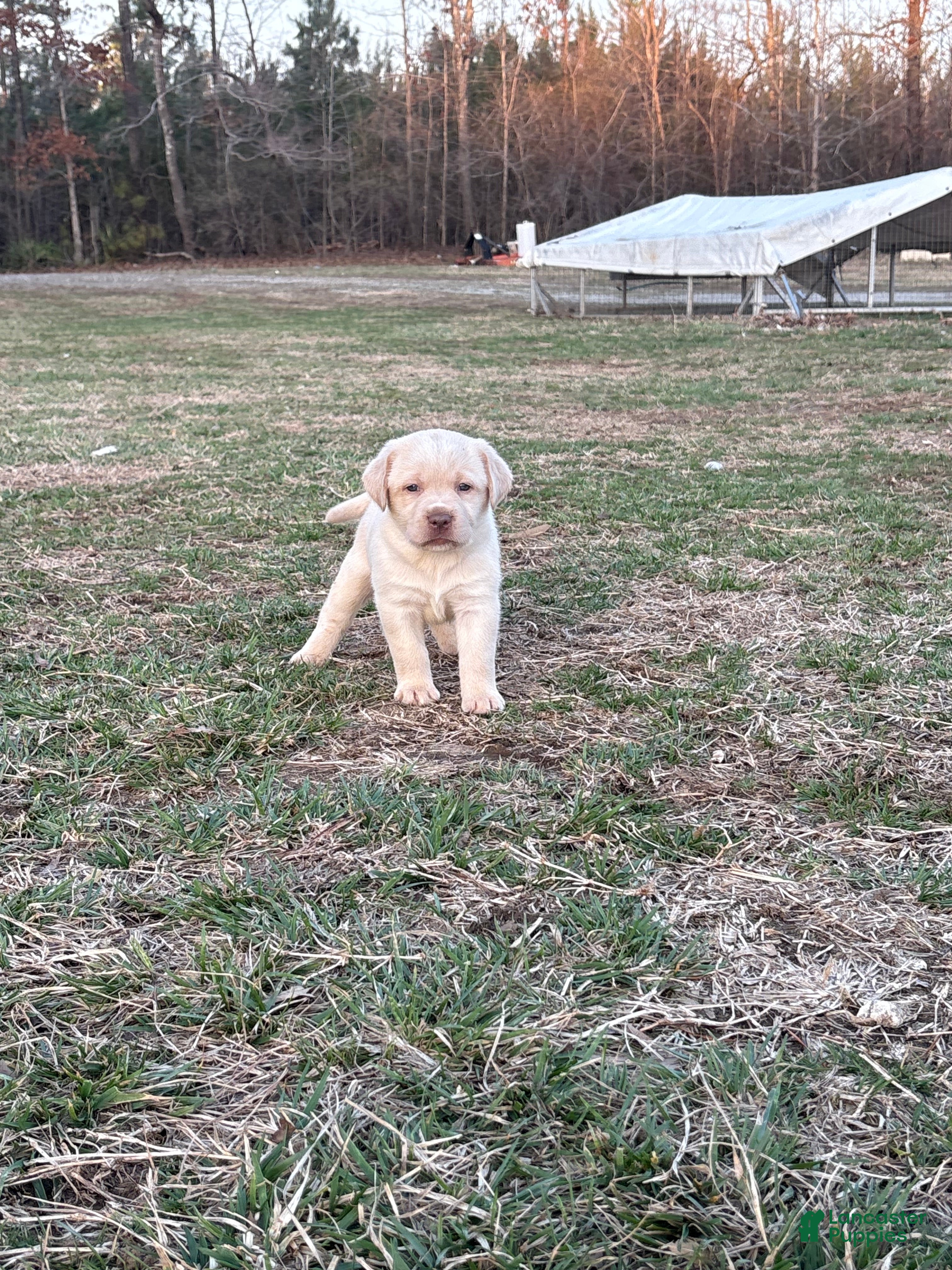 Labrador Retriever dogs Labrador Retriever Puppy 2 - Ad 24