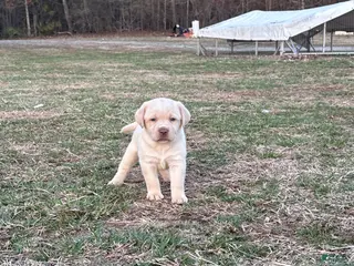 Labrador Retriever dogs Labrador Retriever Puppy 2 - Ad 4