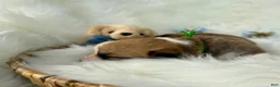 Welsh Corgi Pembroke dogs for sale: Luca - Ad 7