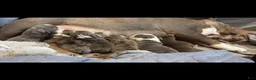 English Bulldog dogs for sale: English Bulldog Puppy 3 - Ad 2