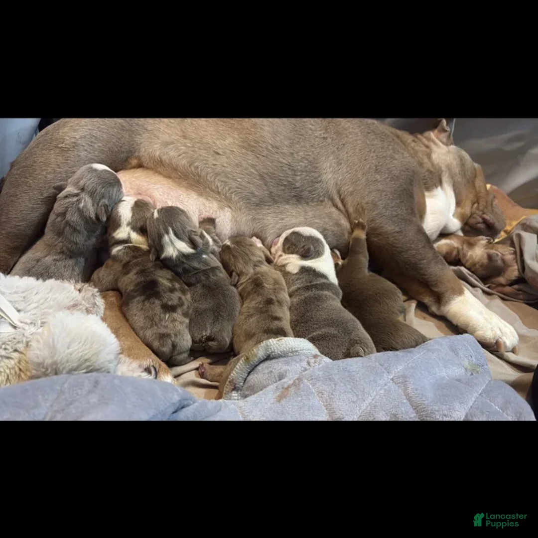 English Bulldog dogs for sale: English Bulldog Puppy 3 - Ad 2