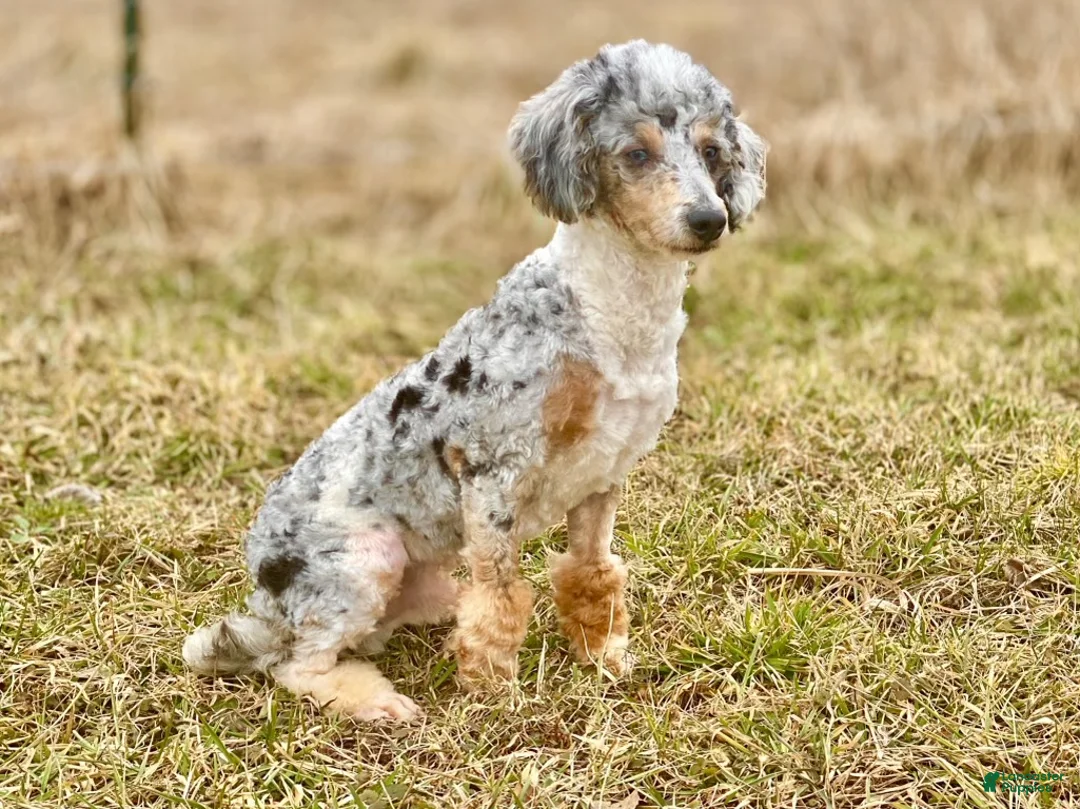 Mini Aussiedoodle dogs for sale: Chase-Merle - Ad 15